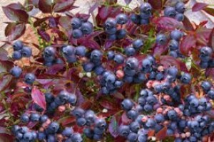 Vaccinium corymbosum ´Cabarnet Splash´